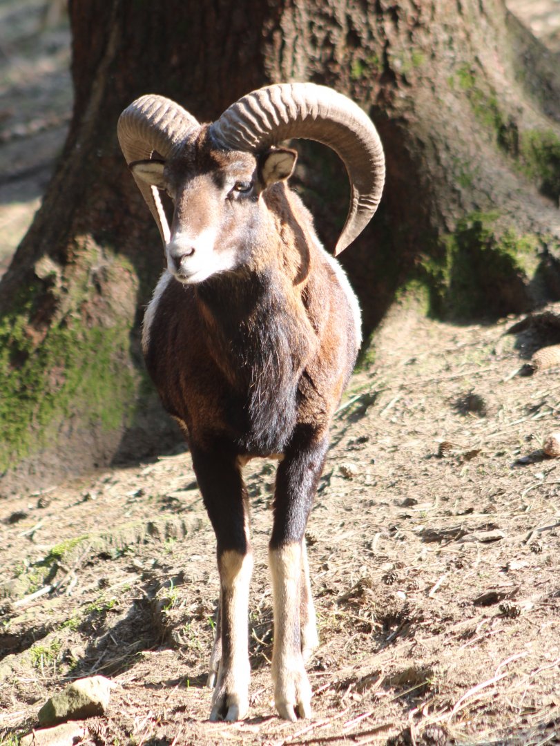 European mouflon