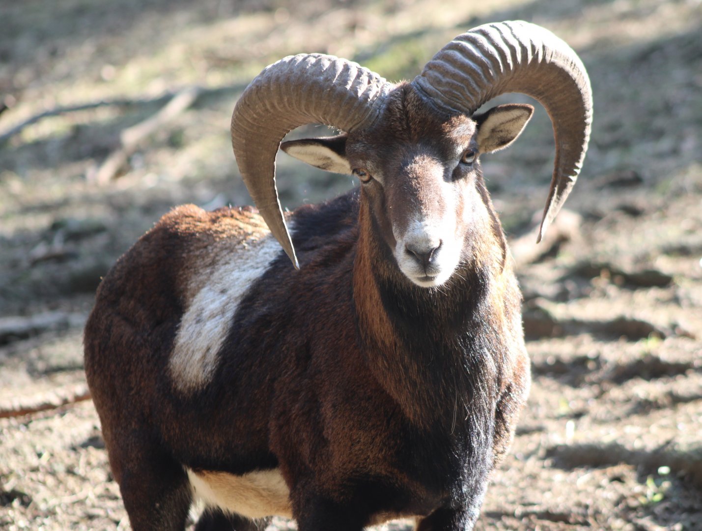 European mouflon