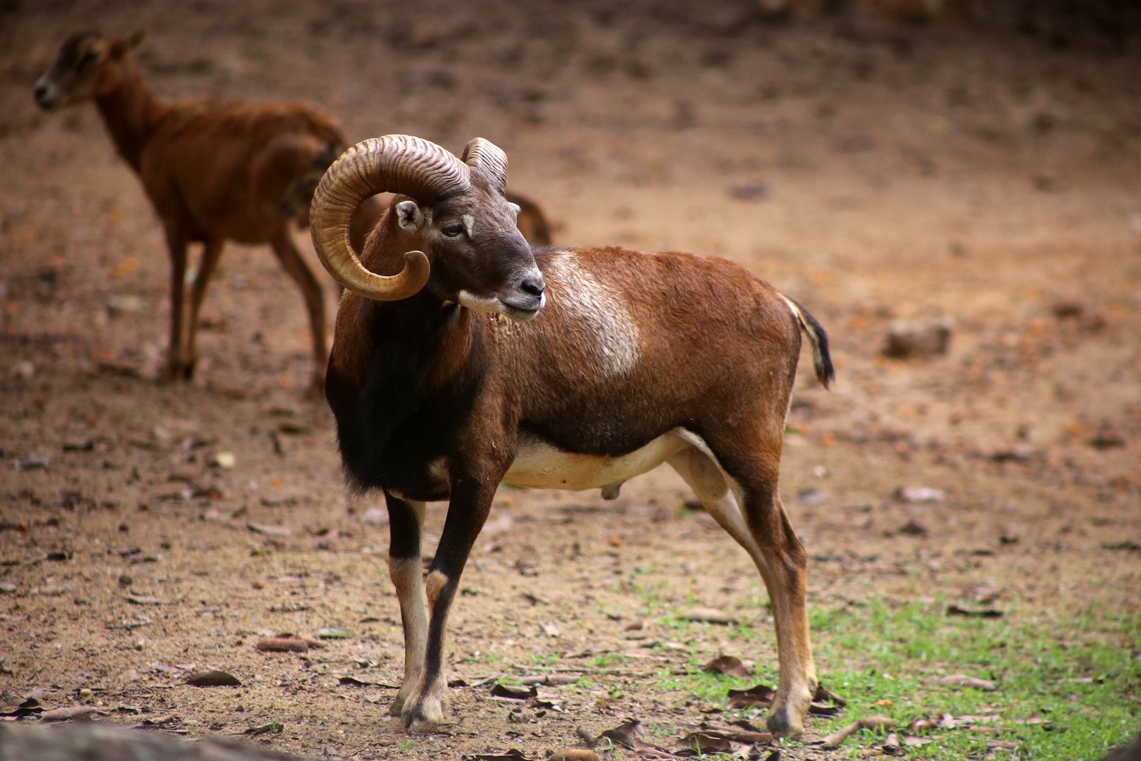 European Mouflon