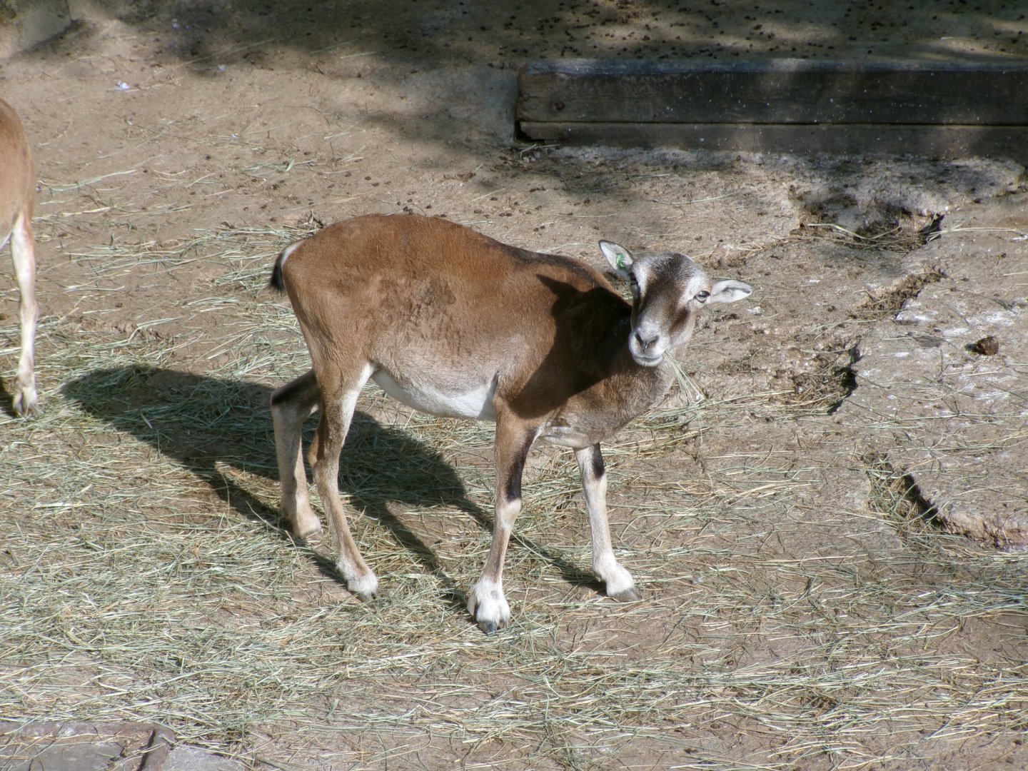 European mouflon