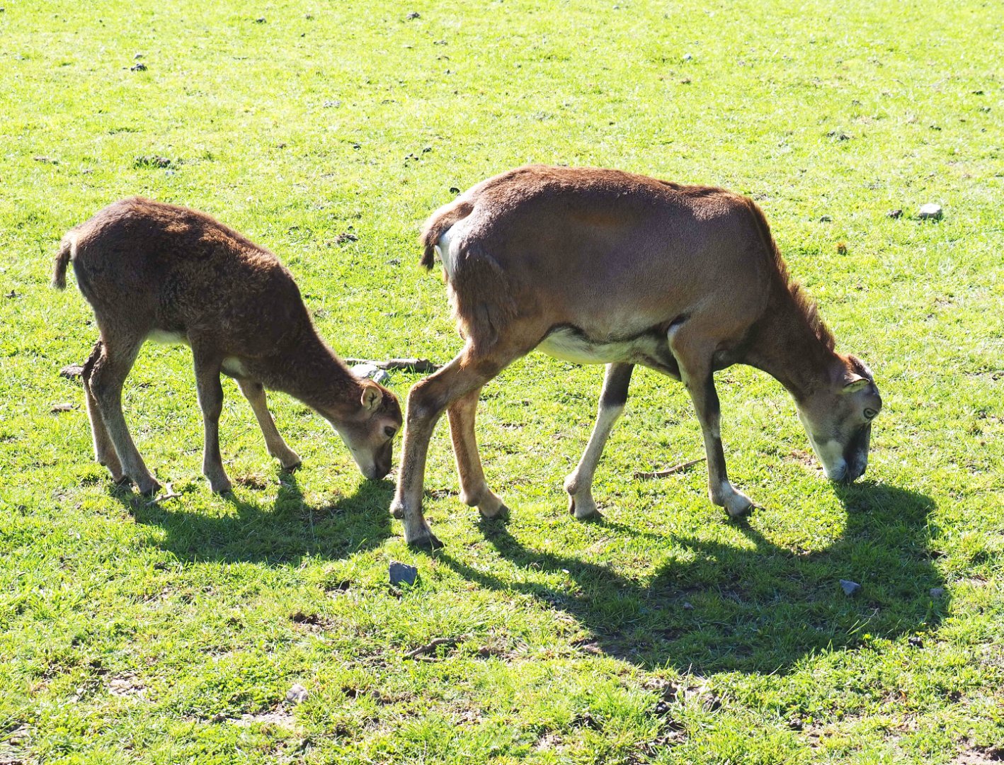 European mouflons (Ovis orientalis musimon), ewe and lamb, 2021-05-29
