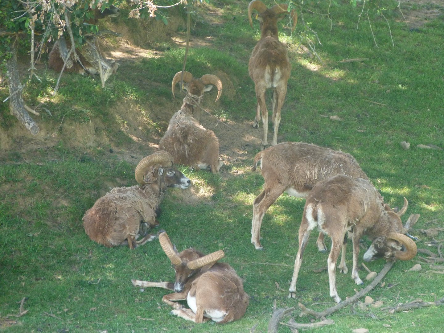 European mouflons -Parque de la Naturaleza de Cabárceno (2025)