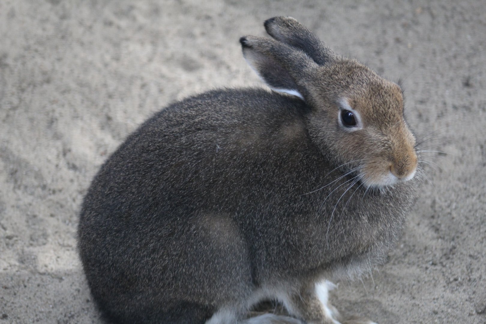 European Mountain Hare