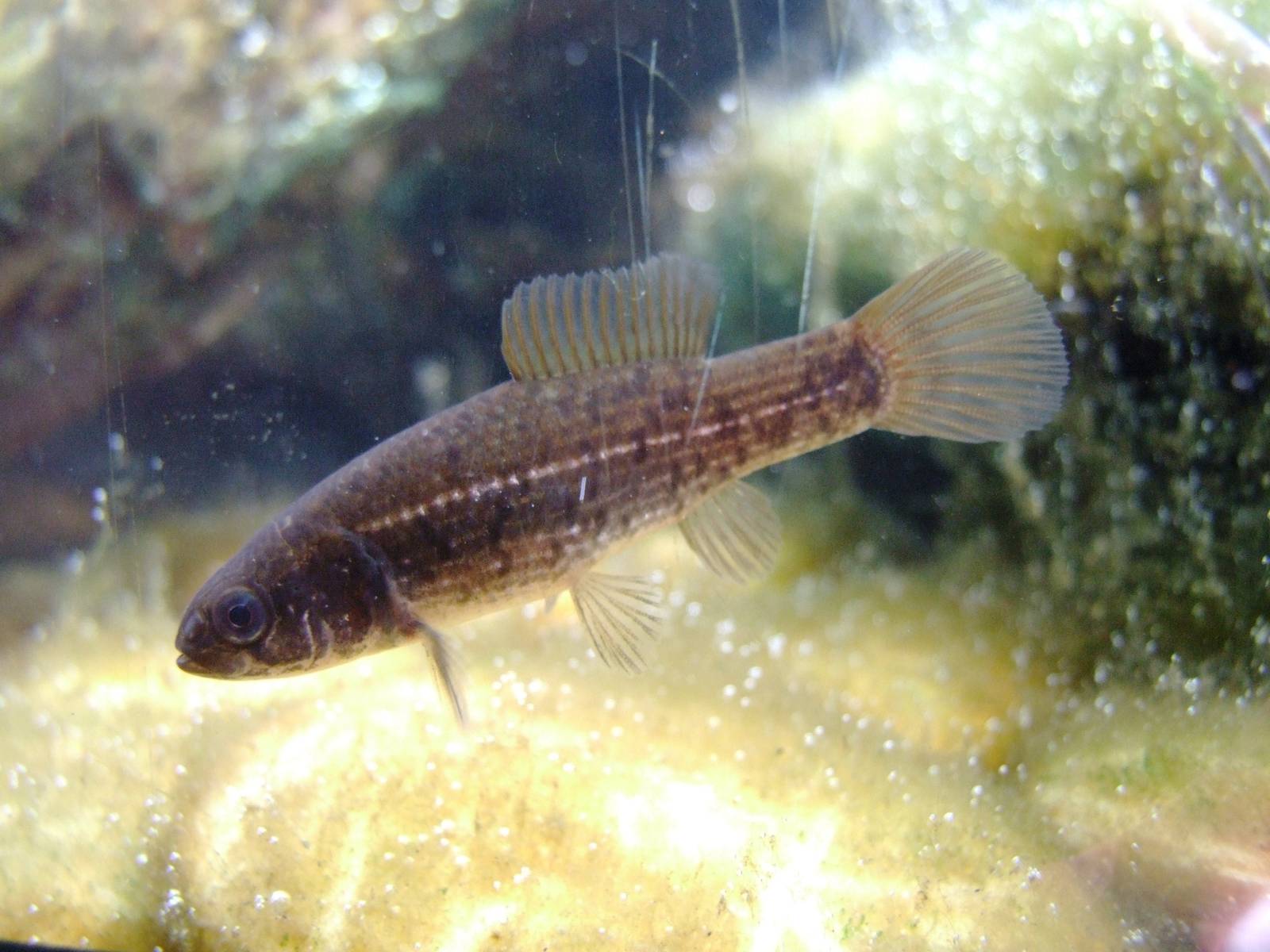 European Mudminnow at Vienna, 14/06/13