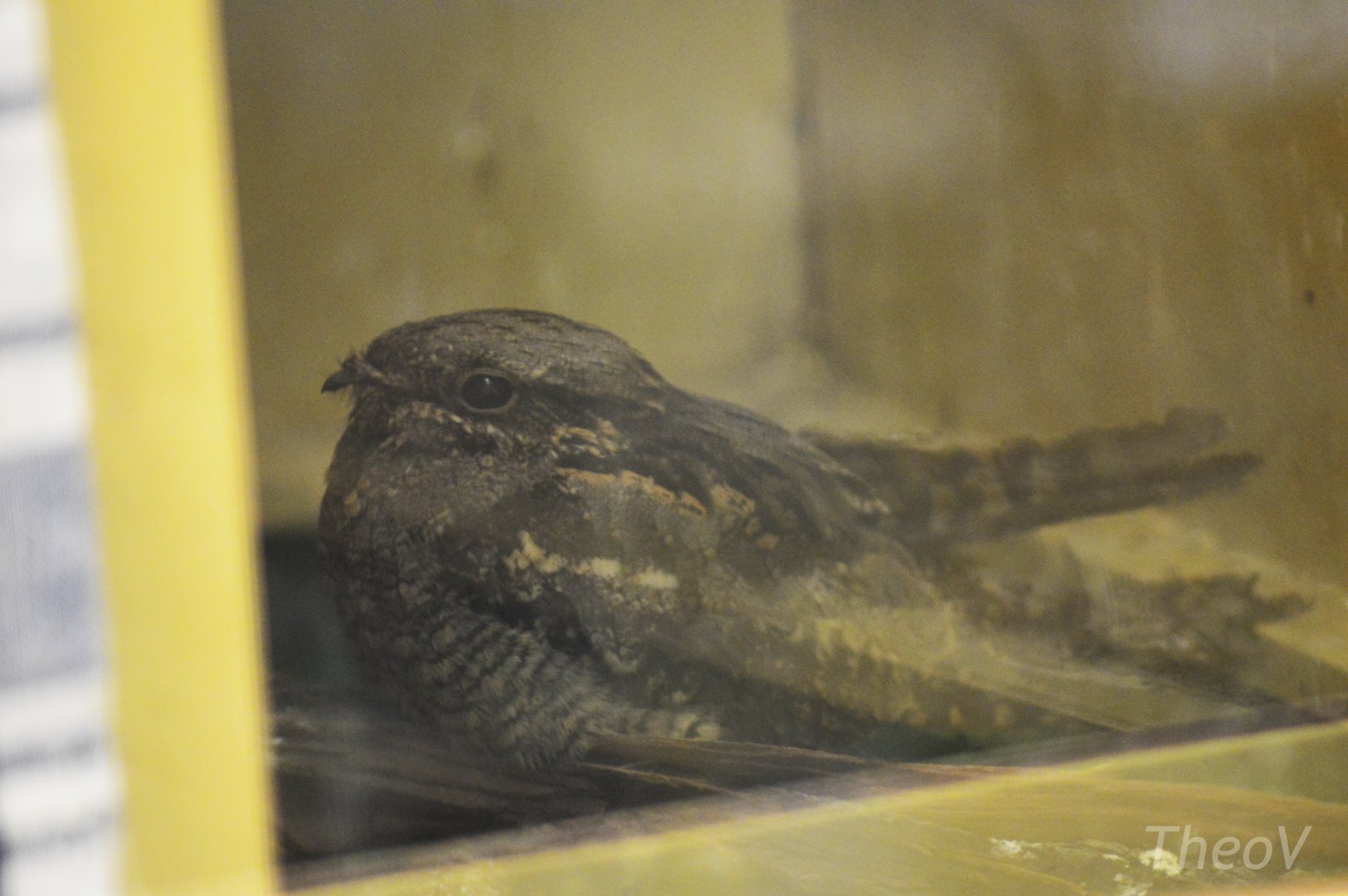 European nightjar [2017]