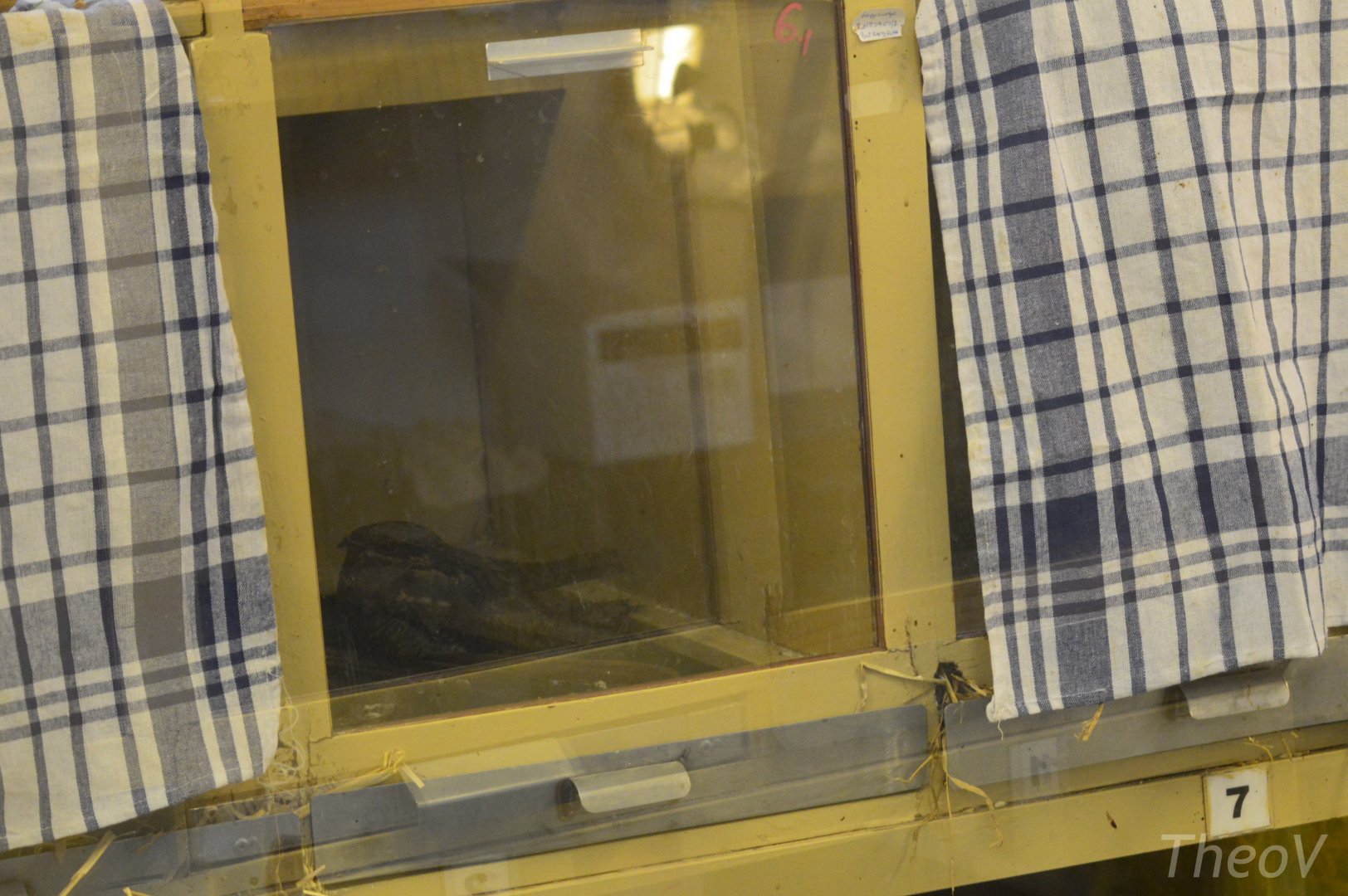 European nightjar [2017]