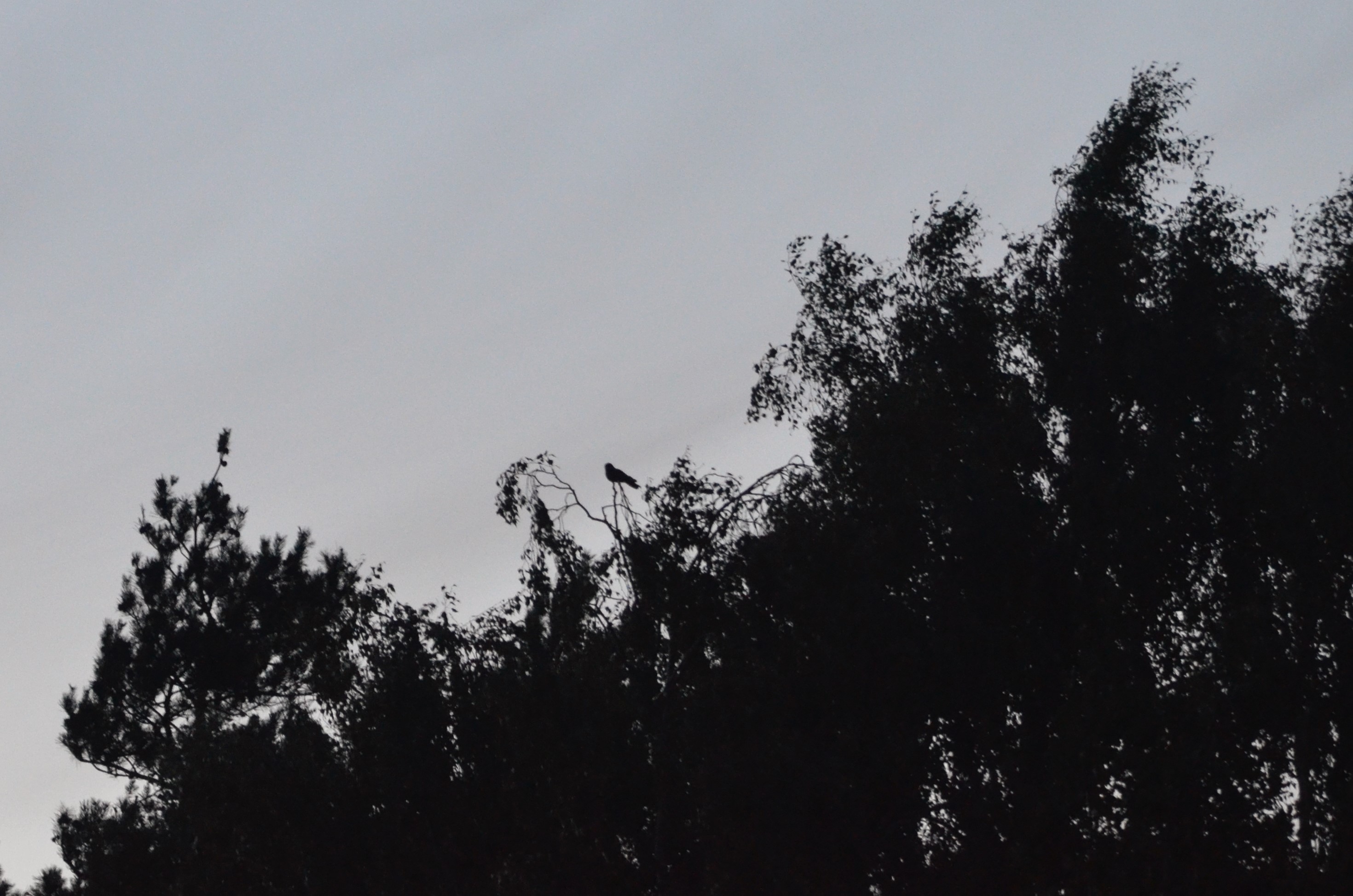 European Nightjar, Budby Heath 6th July 2020