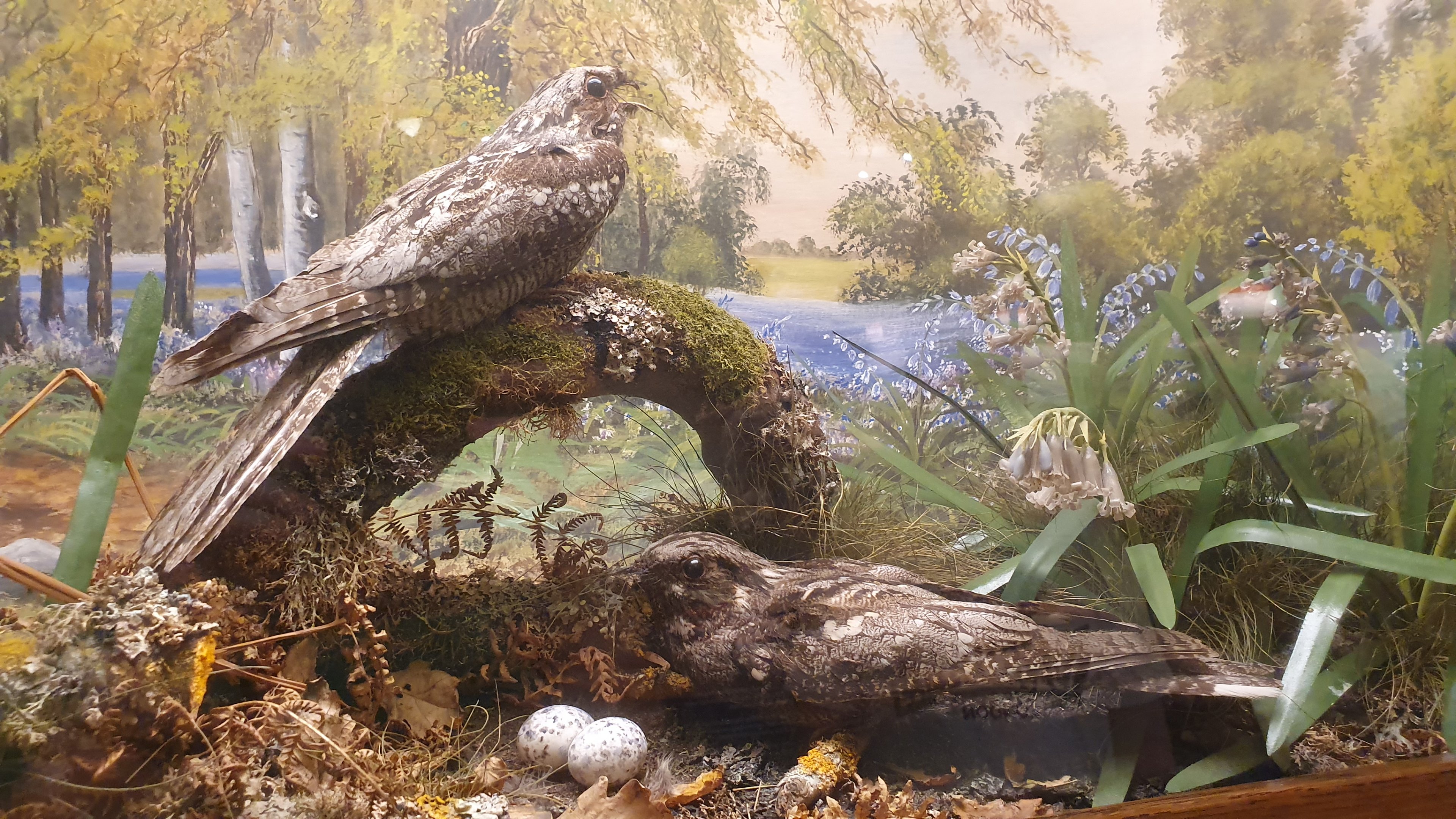 European Nightjar Diorama, Wollaton Hall NHM, 19th July 2021