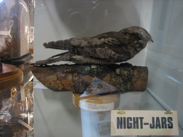 European nightjar