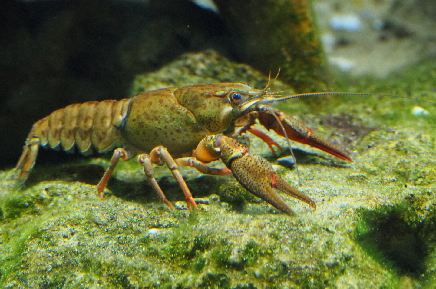 European noble crayfish (Astacus astacus), 2019-07-21