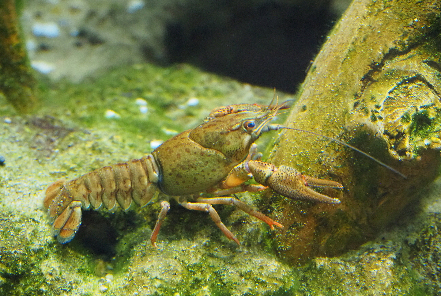 European noble crayfish (Astacus astacus), 2019-07-21