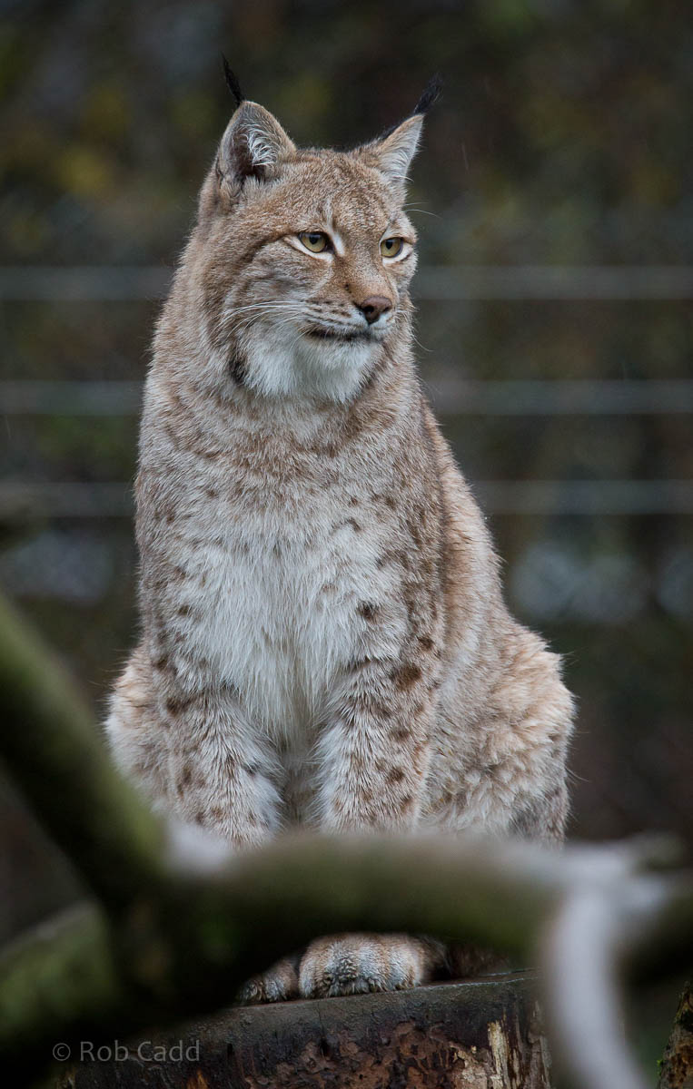 European / northern lynx : 19 Nov 2015