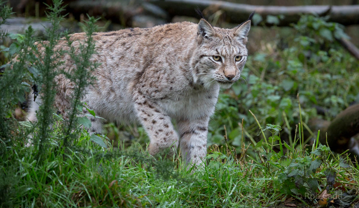 European / northern lynx : 19 Nov 2015