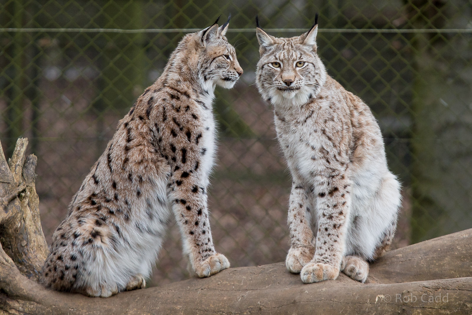 European / northern lynx : Whipsnade : 01 Mar 2015