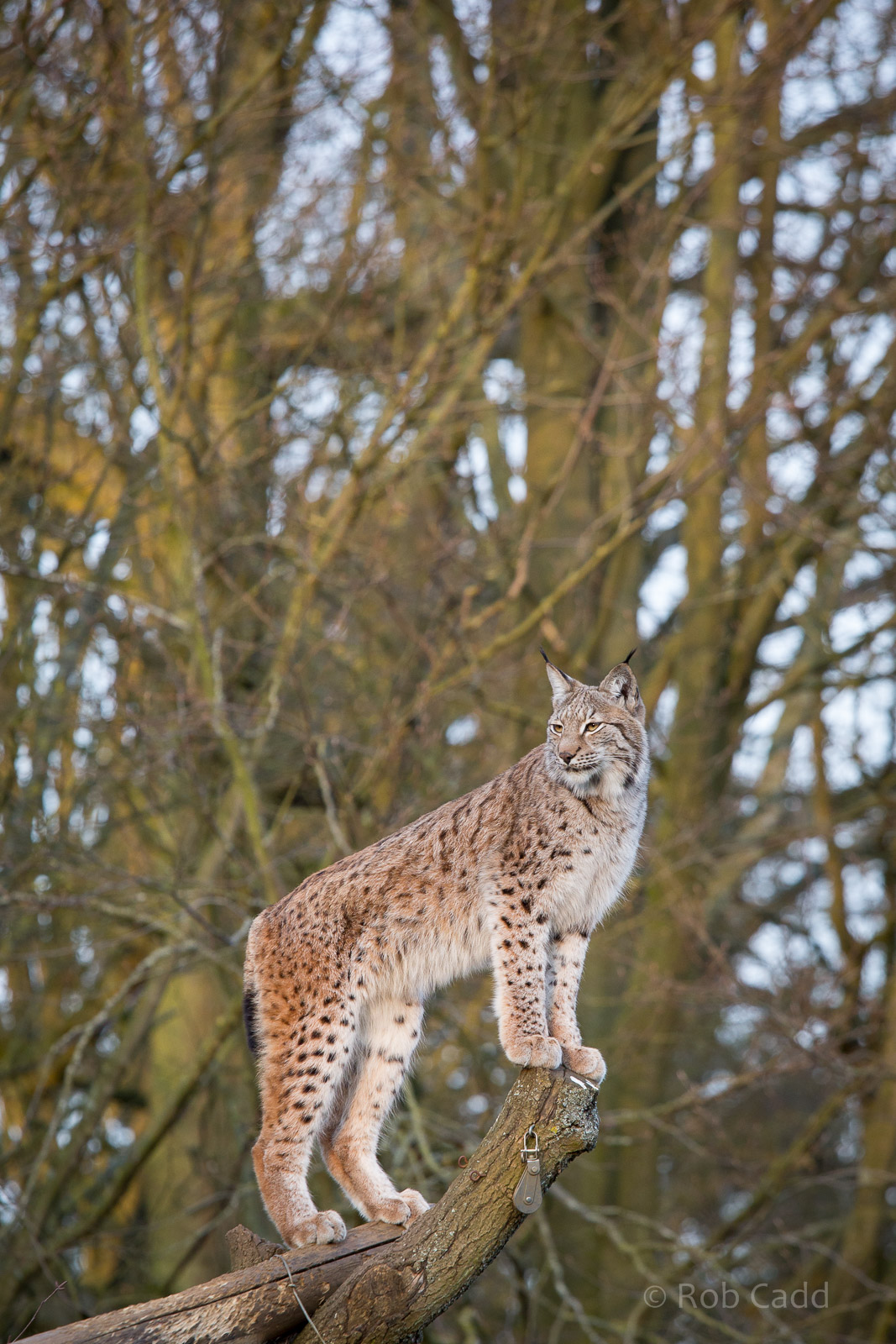 European / northern lynx : Whipsnade : 14 Mar 2015