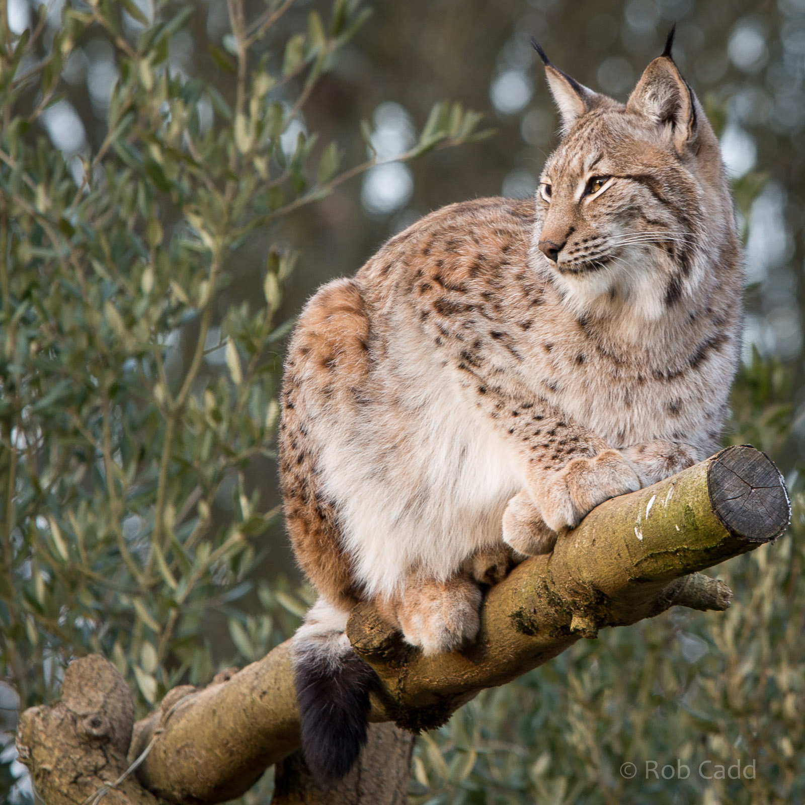European / northern lynx : Whipsnade : 14 Mar 2015