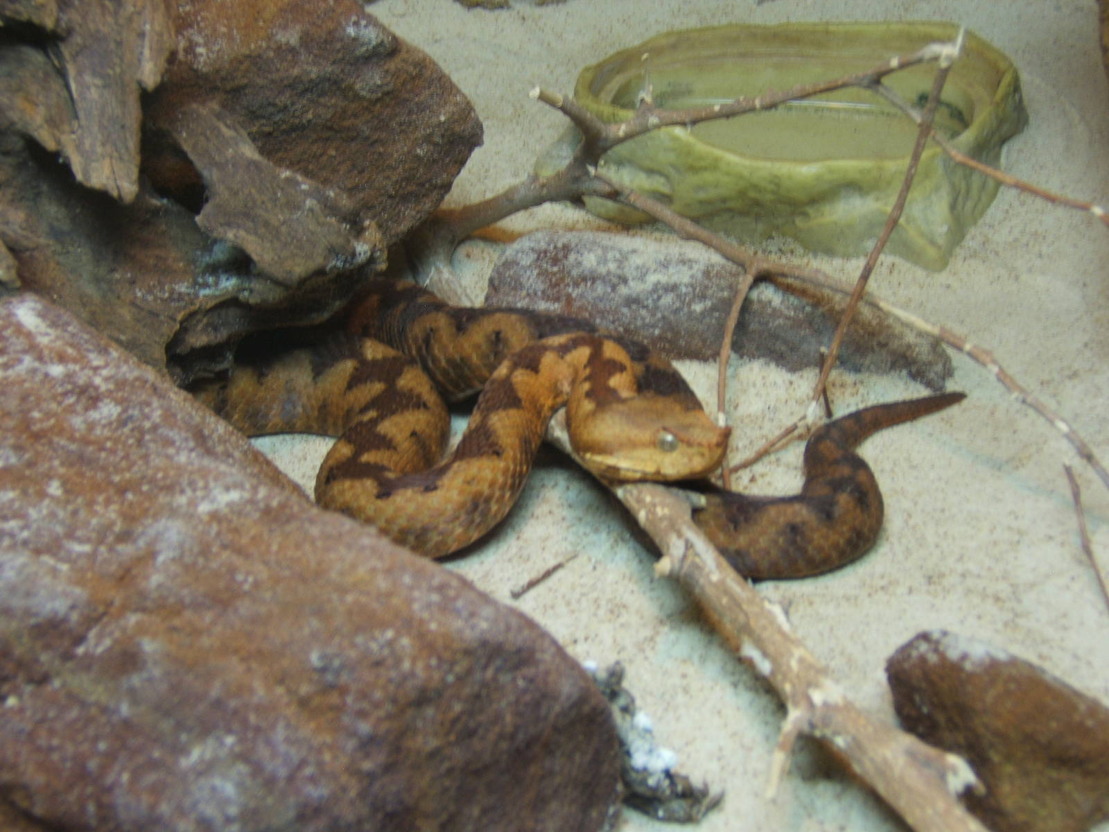 European Nose-horned Viper
