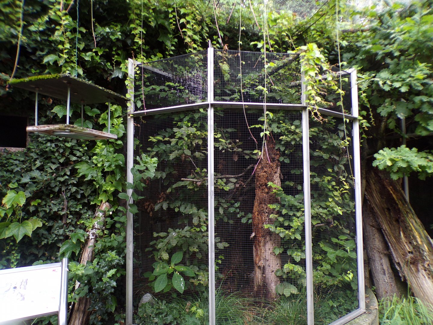 European nuthatch aviary 9.7.25