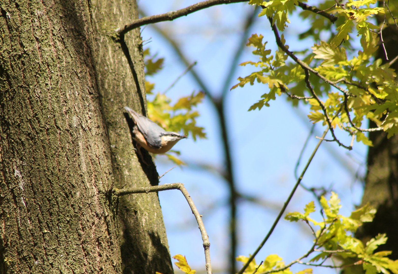 European nuthatch