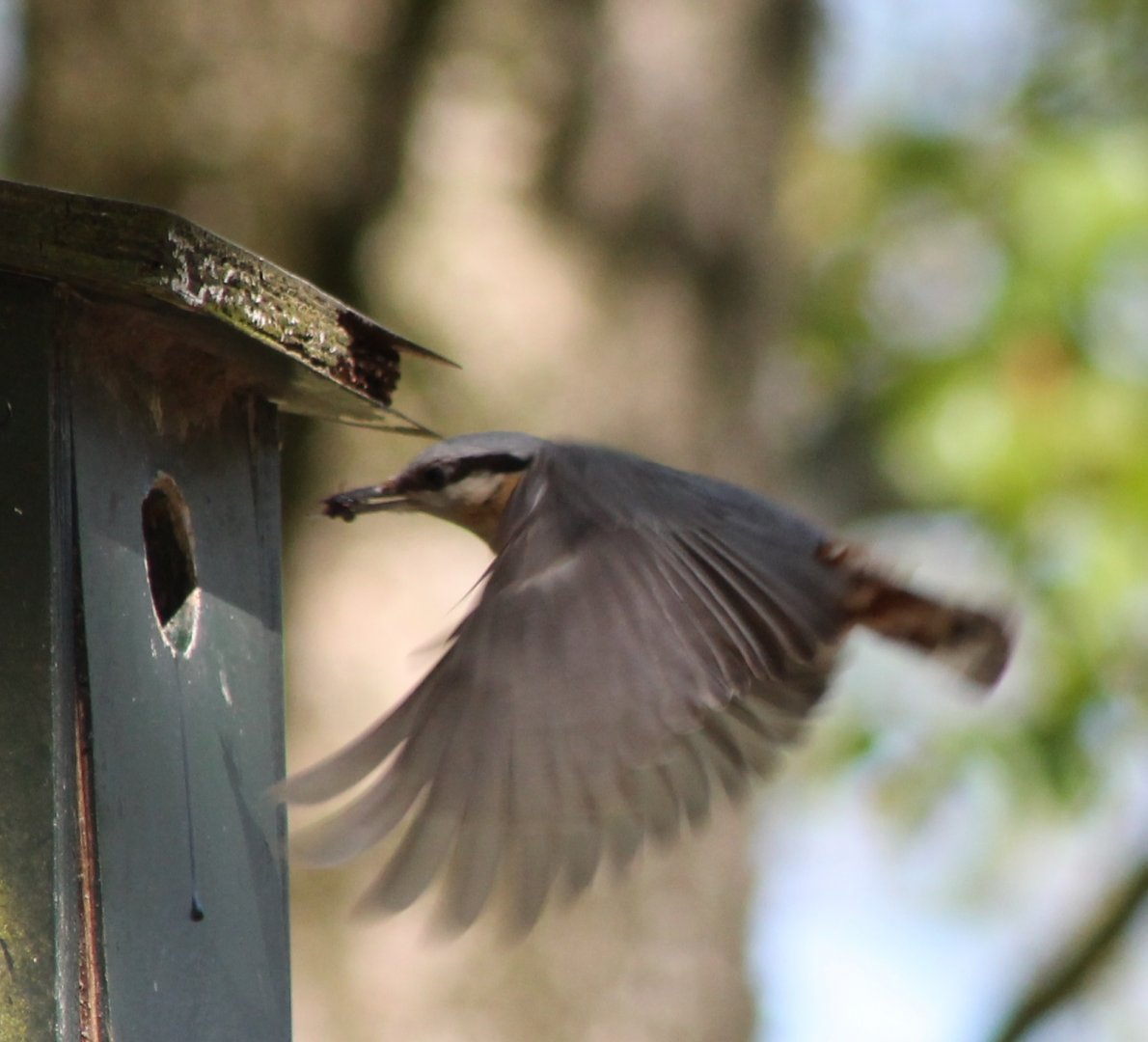 European nuthatch