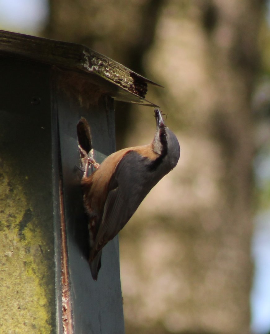 European nuthatch