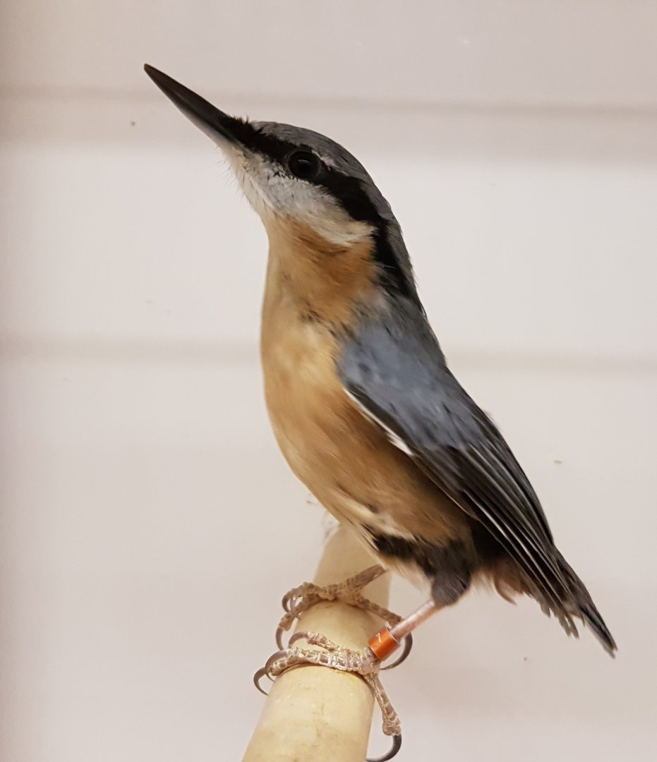 European nuthatch