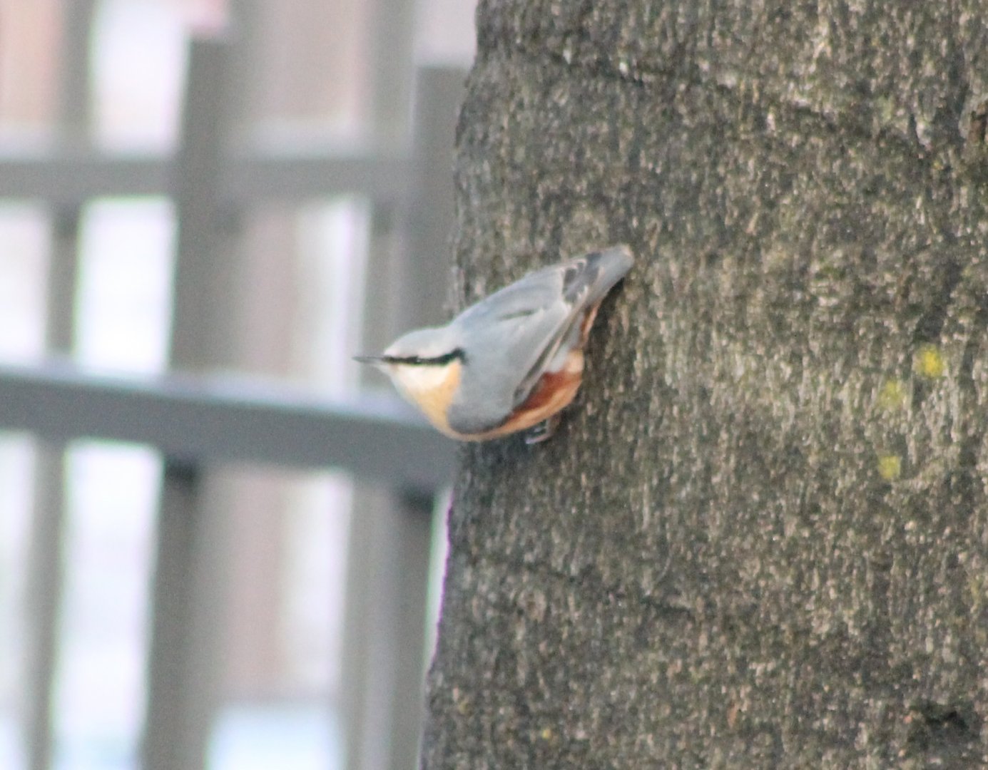 European nuthatch