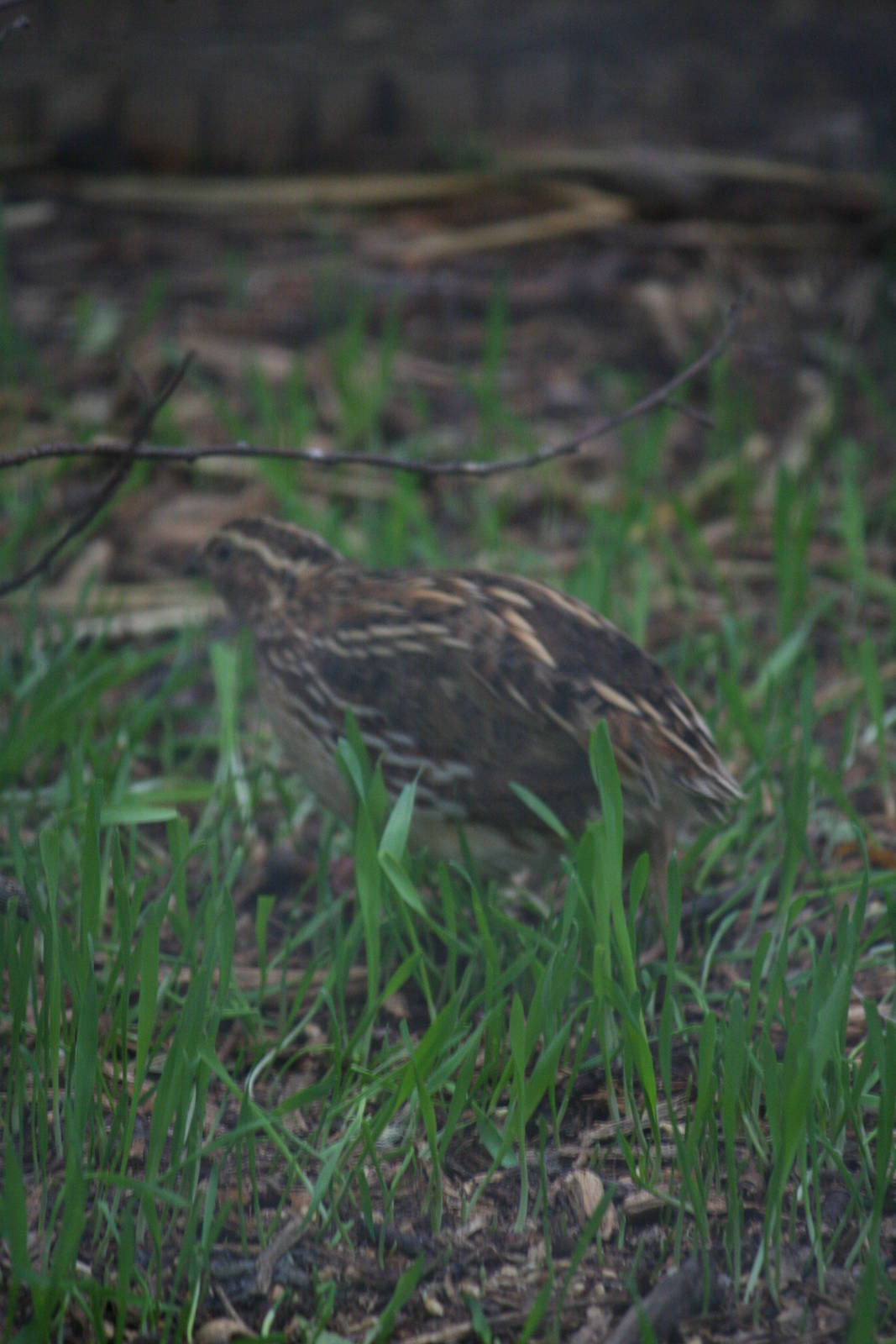 European or Japanese quail