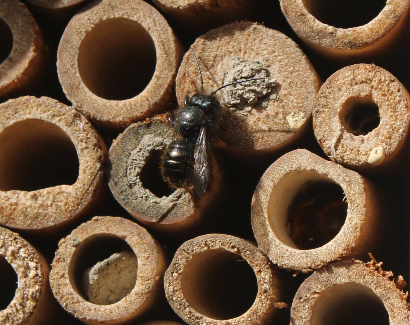 European orchard bee - Osmia cornuta - male
