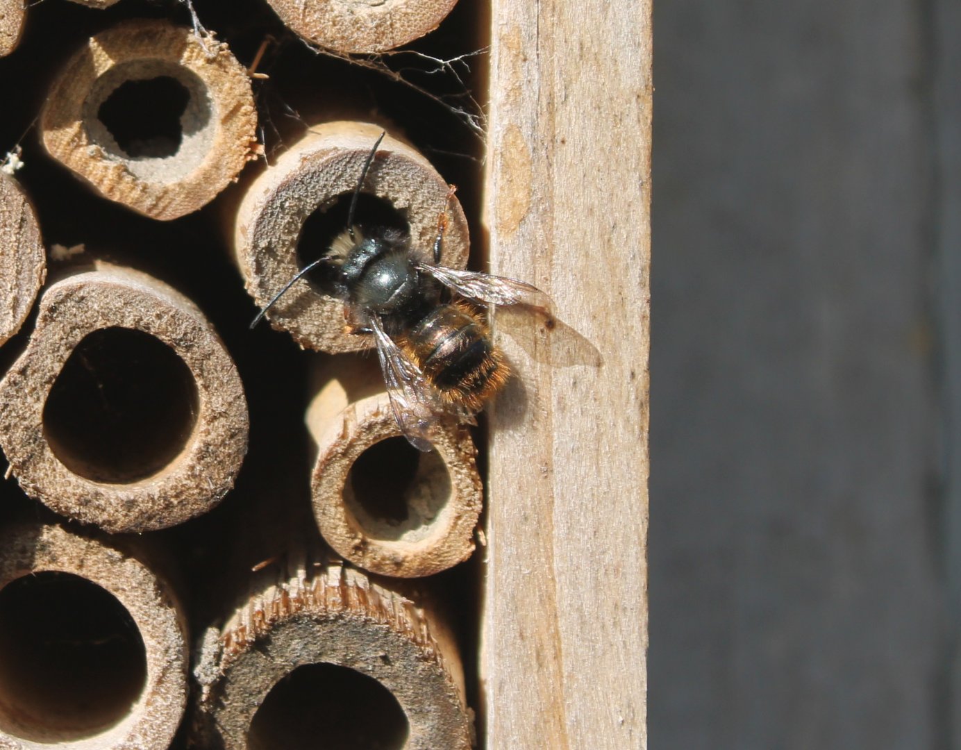 European orchard bee - Osmia cornuta - male