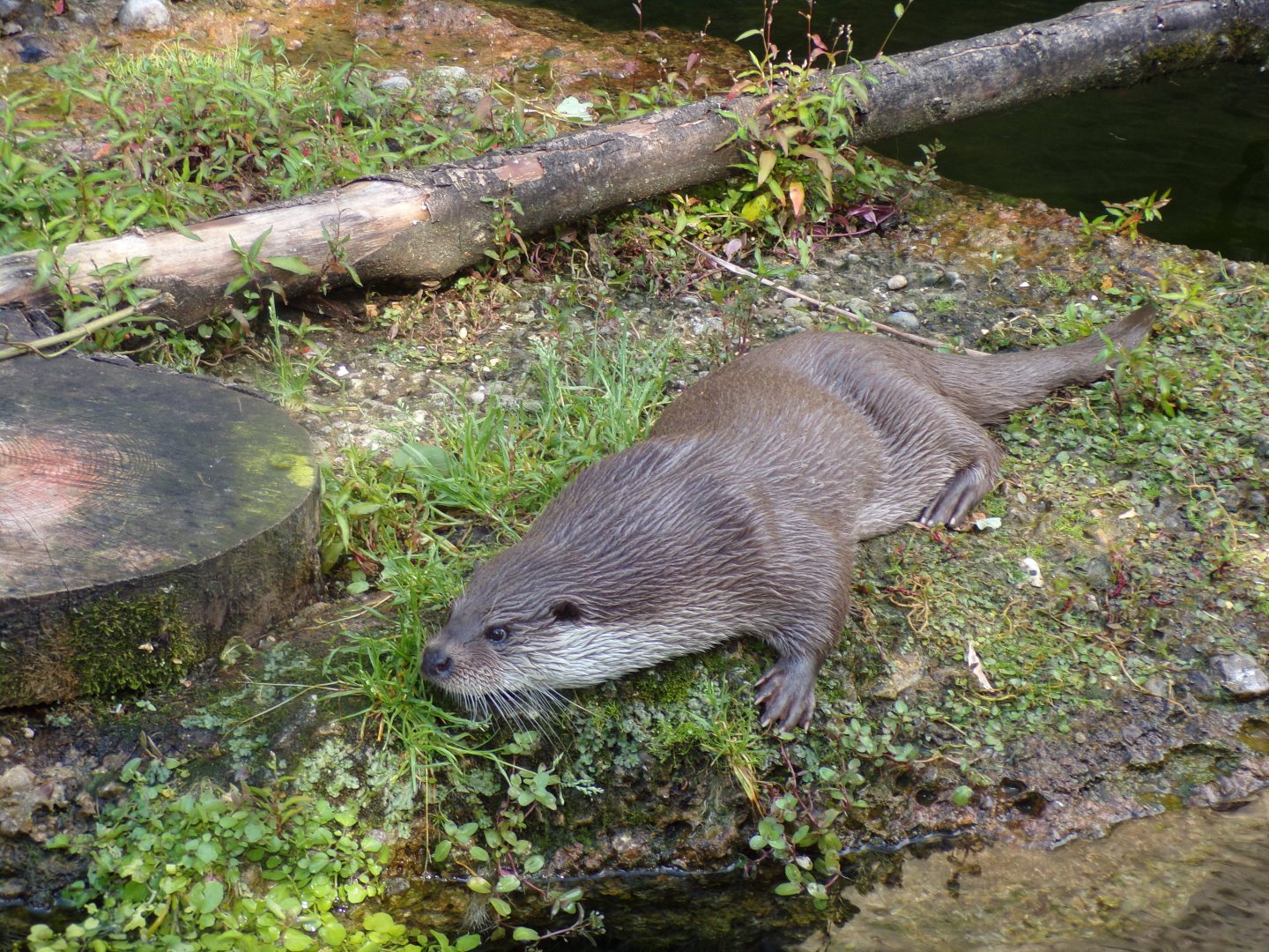 European otter 13.7.25