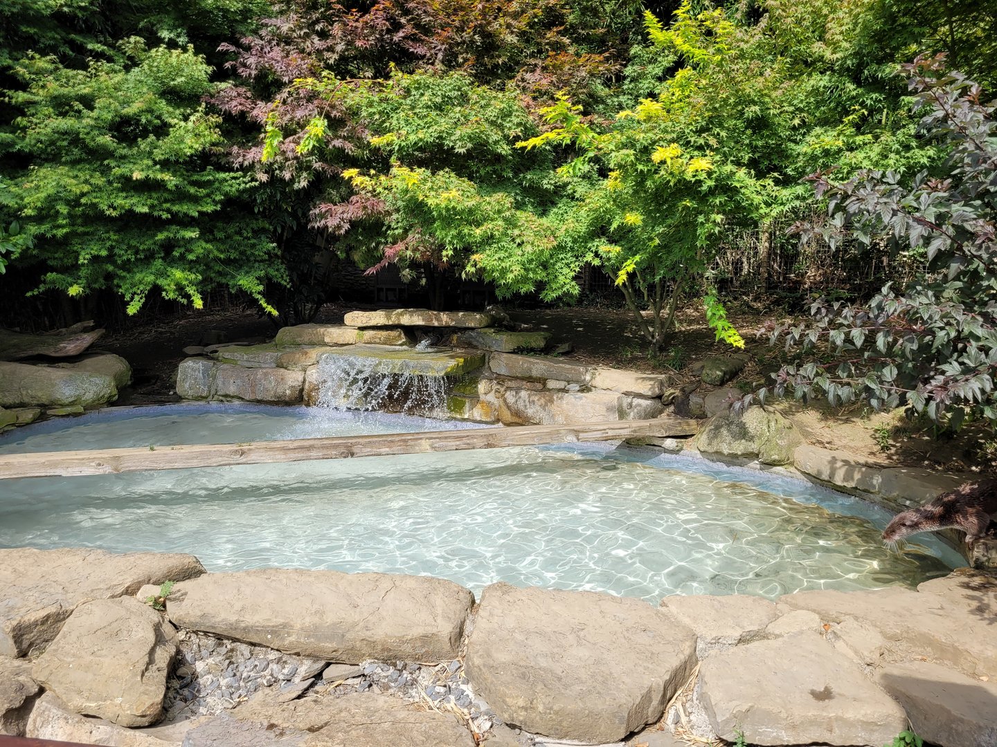 European otter and Asian short-clawed otter rotational exhibit -Parc Animalier des Pyrénées (2023)