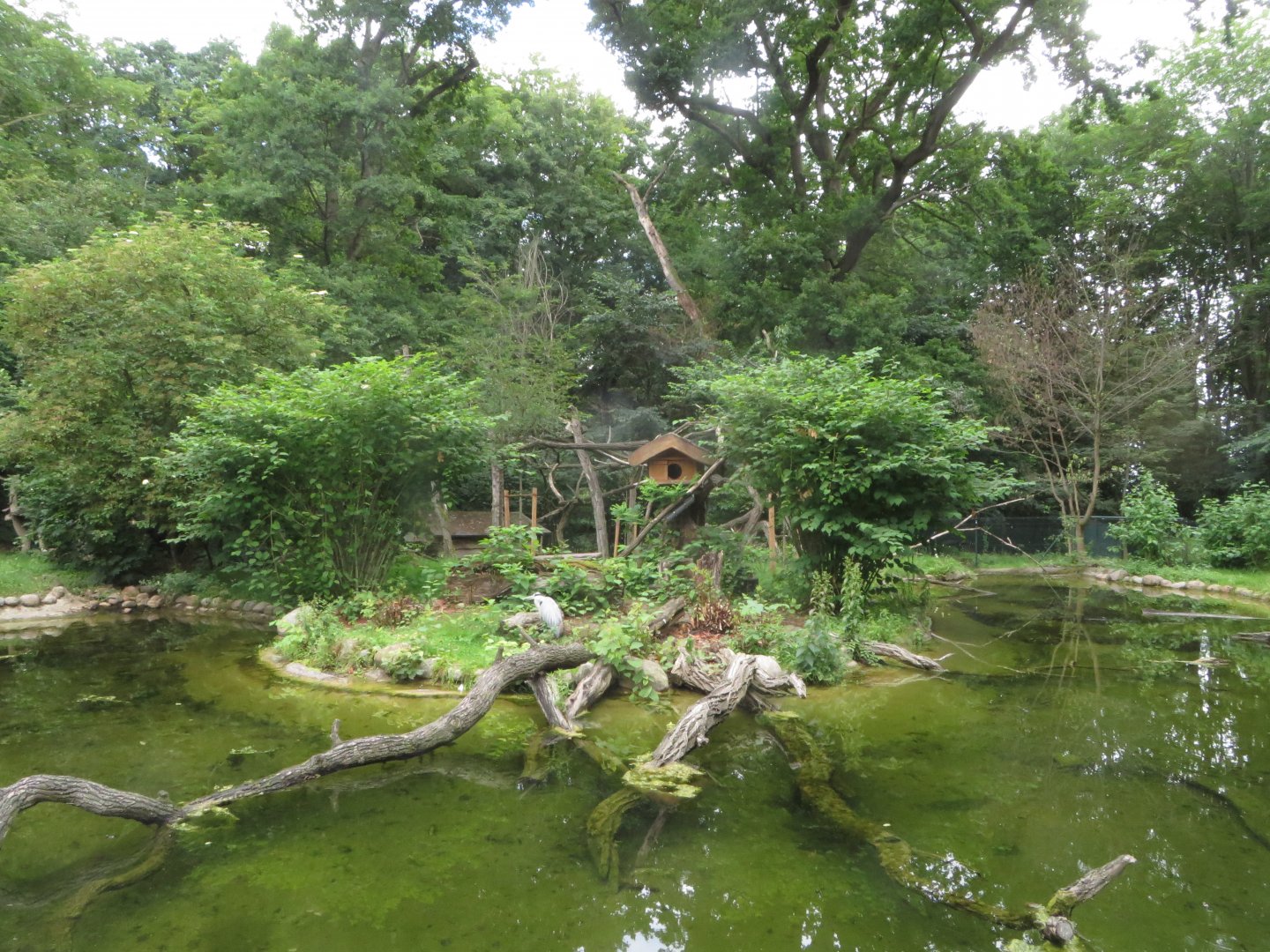 European Otter and Red Panda enclosure