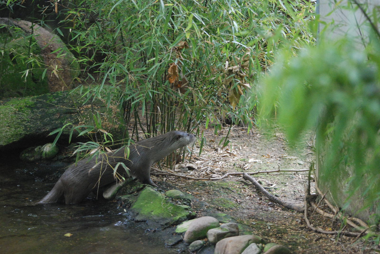 European Otter at Barcelona, 30/05/11