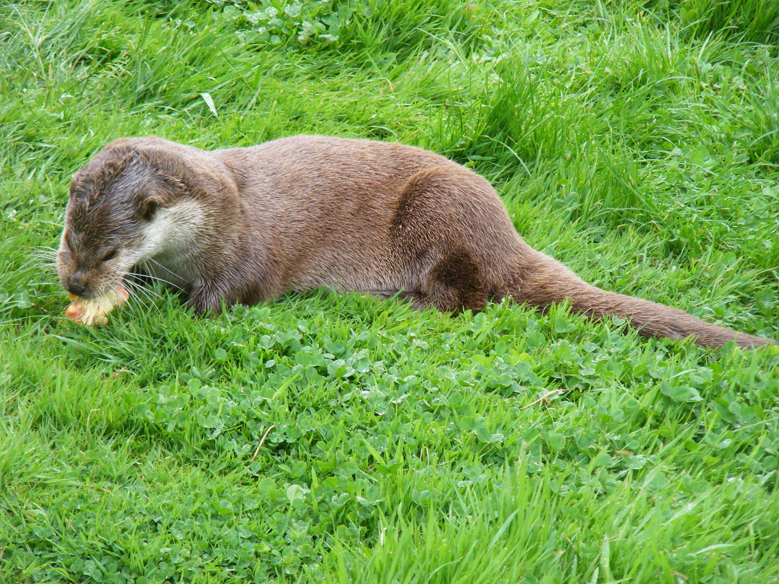 European otter at British Wildlife Centre, 29 May 2010