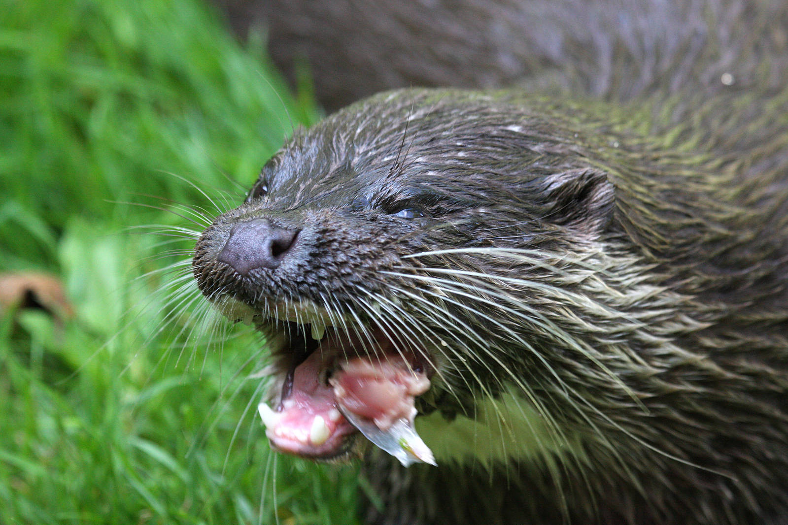 European Otter at Buckfastleigh
