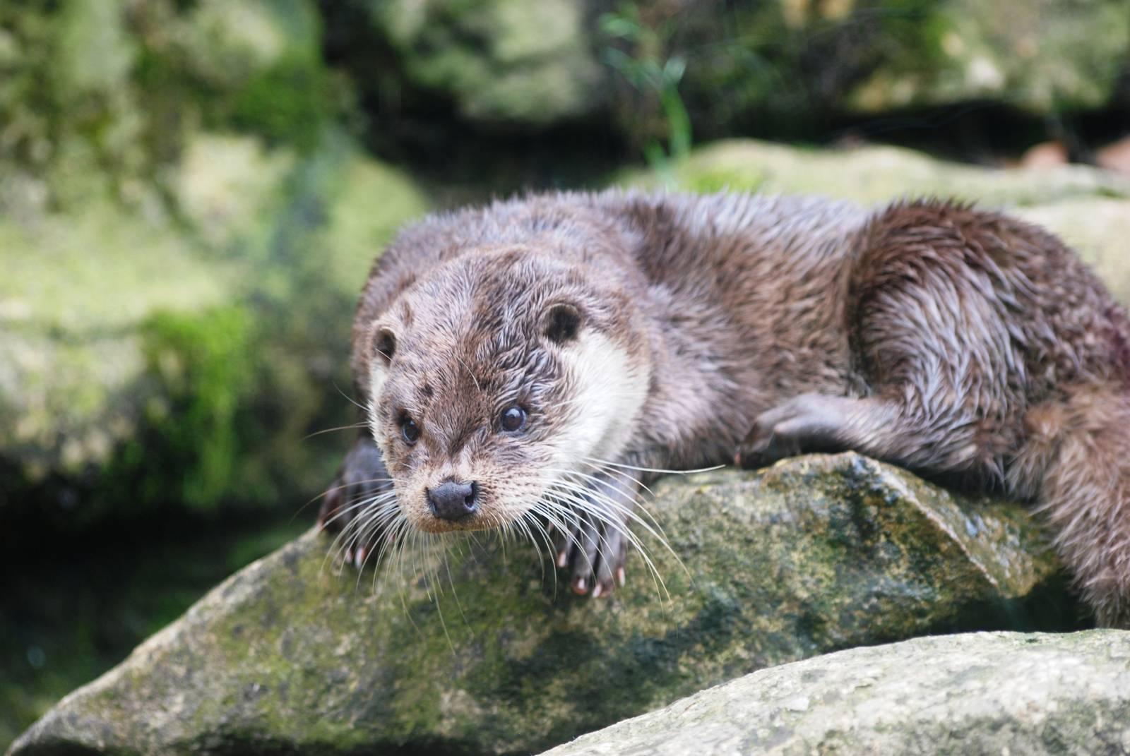 European Otter at Santillana del Mar, 13/06/15