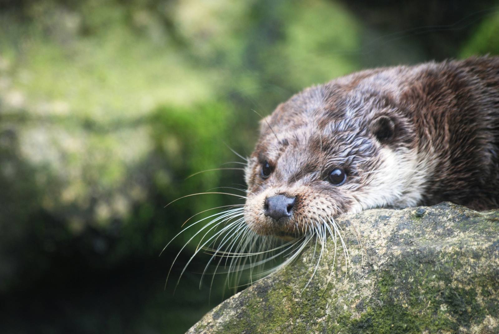 European Otter at Santillana del Mar, 13/06/15
