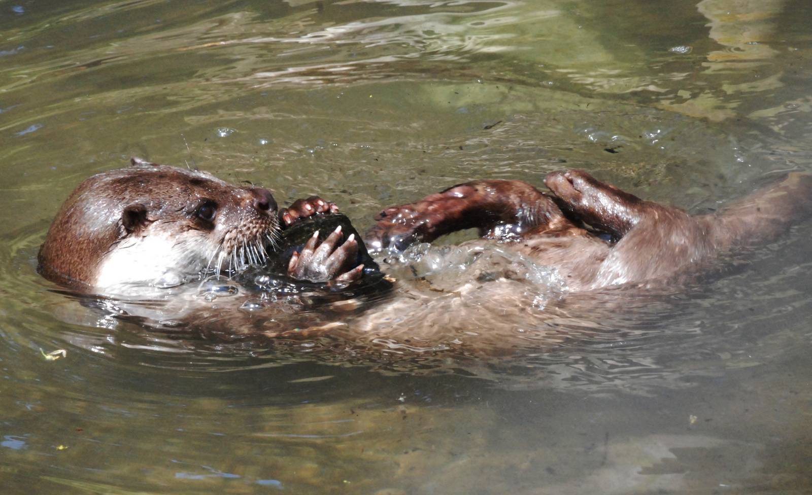 European Otter at the Chestnut Centre, 09/06/13