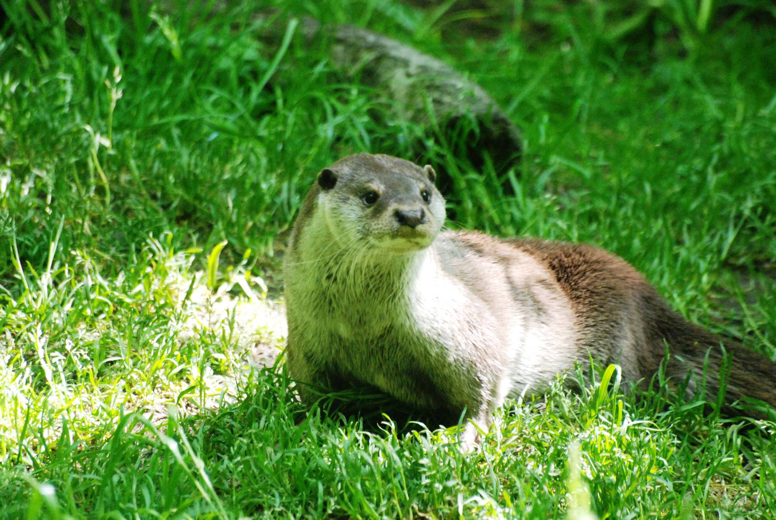 European Otter at the Chestnut Centre, 09/06/13