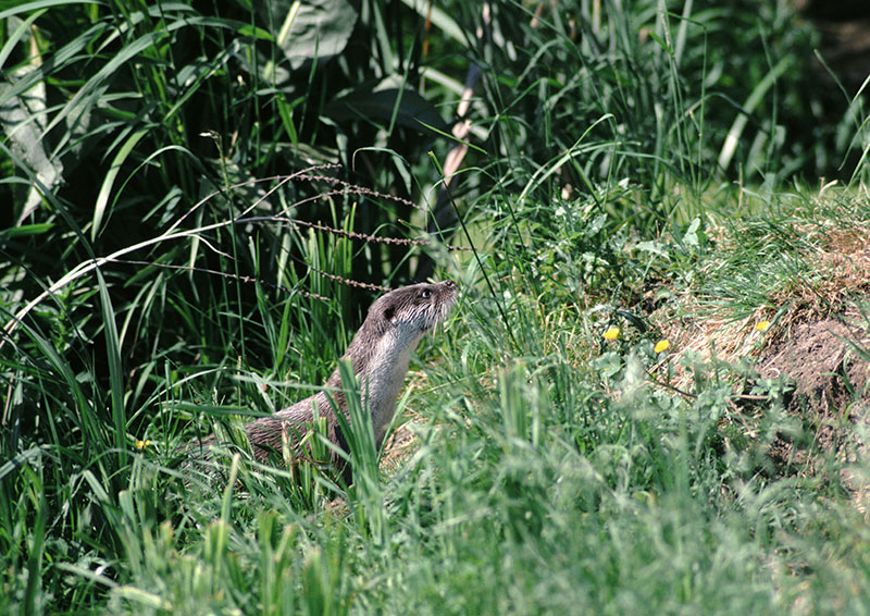 European otter at the Otter Trust 1978