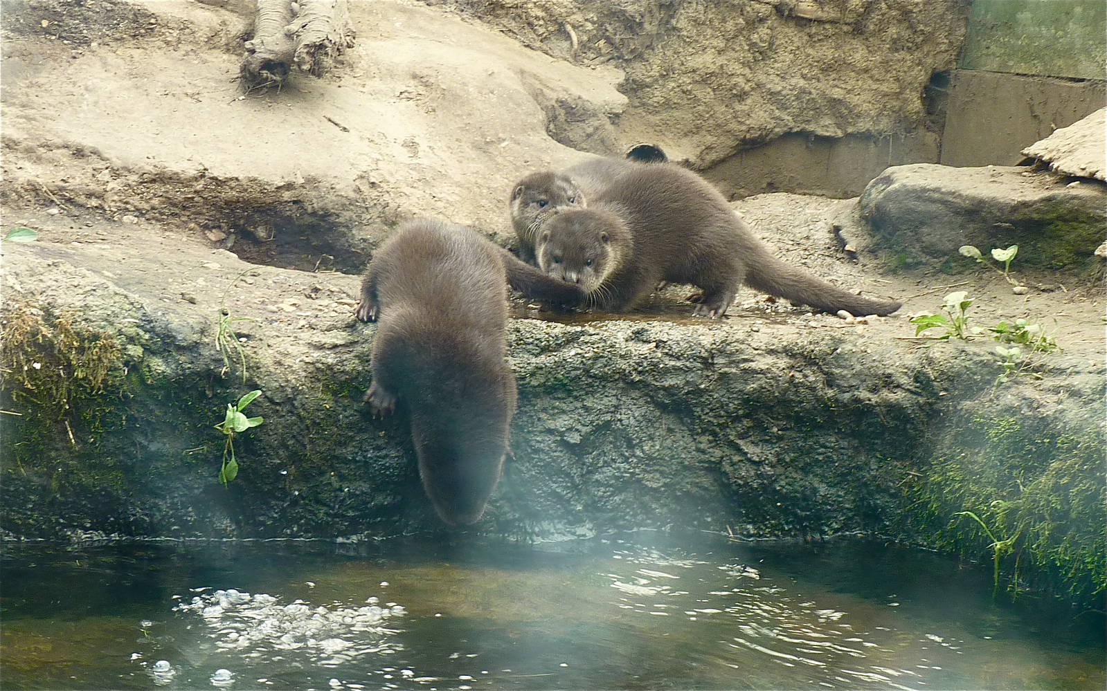 European Otter Cubs