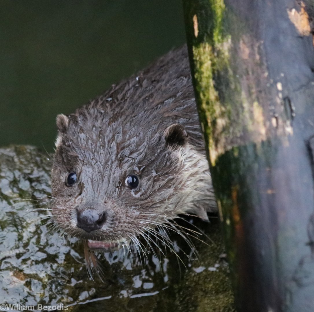 European Otter Eating a Fish