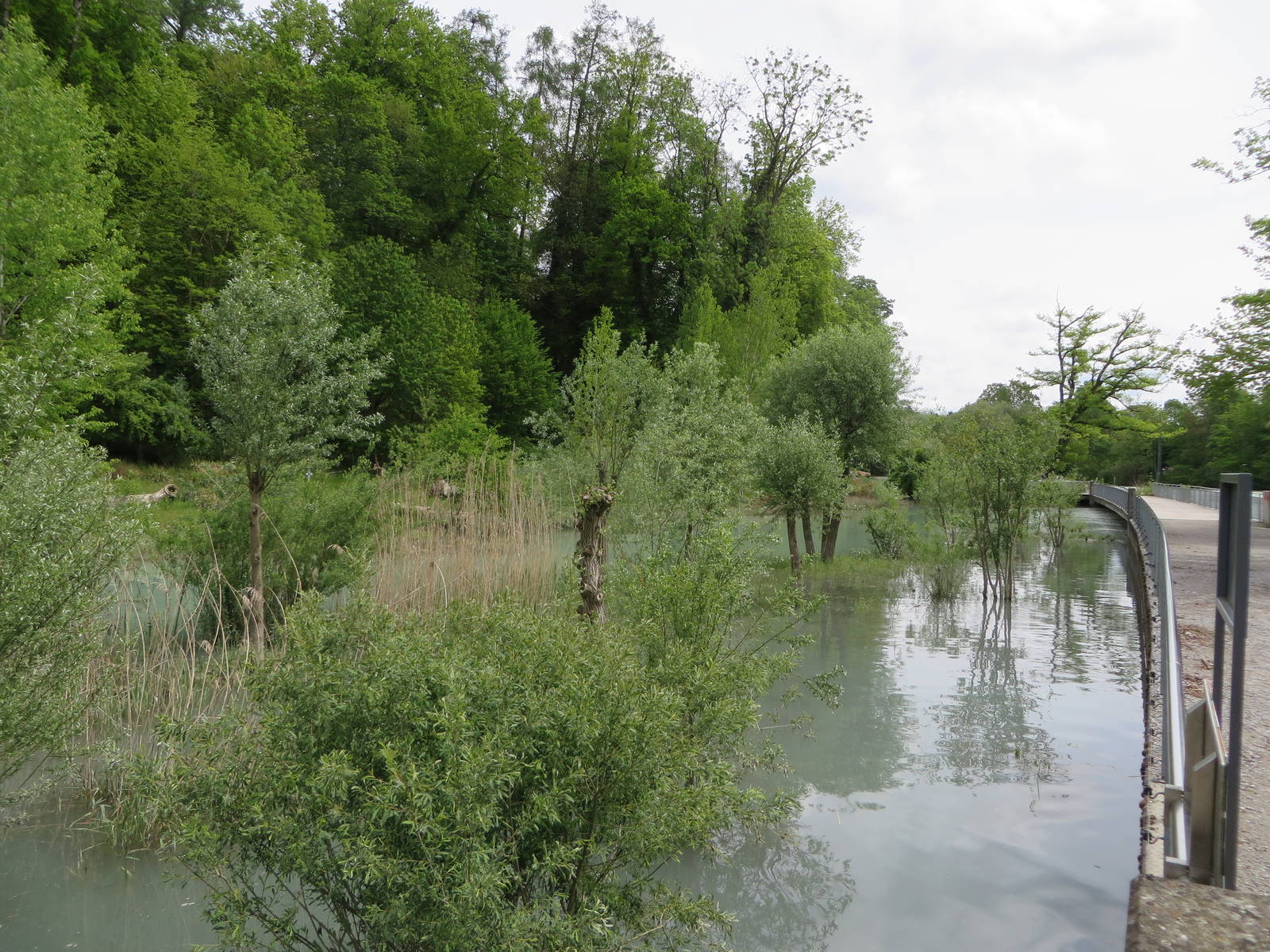European otter enclosure along the Aare river
