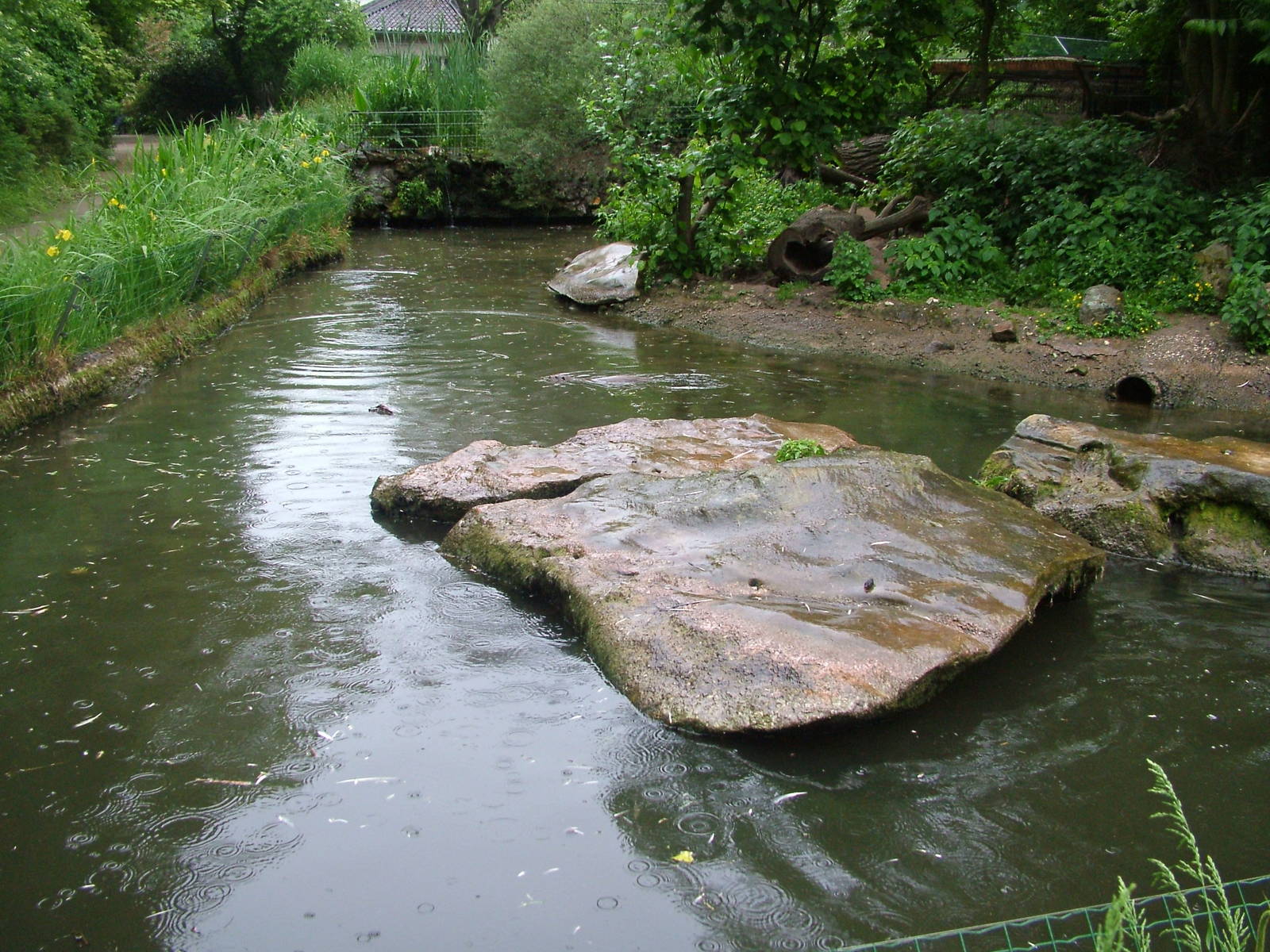 European Otter enclosure at Krefeld 15/05/09