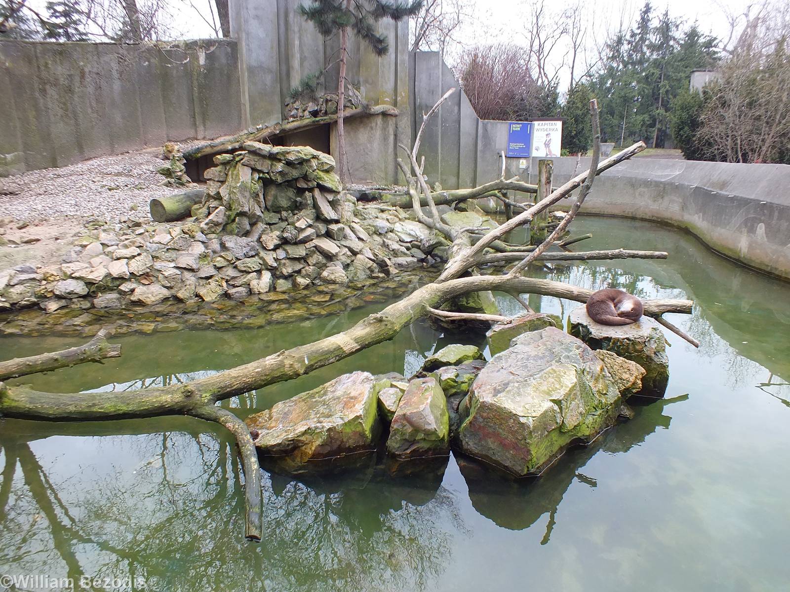 European Otter Enclosure