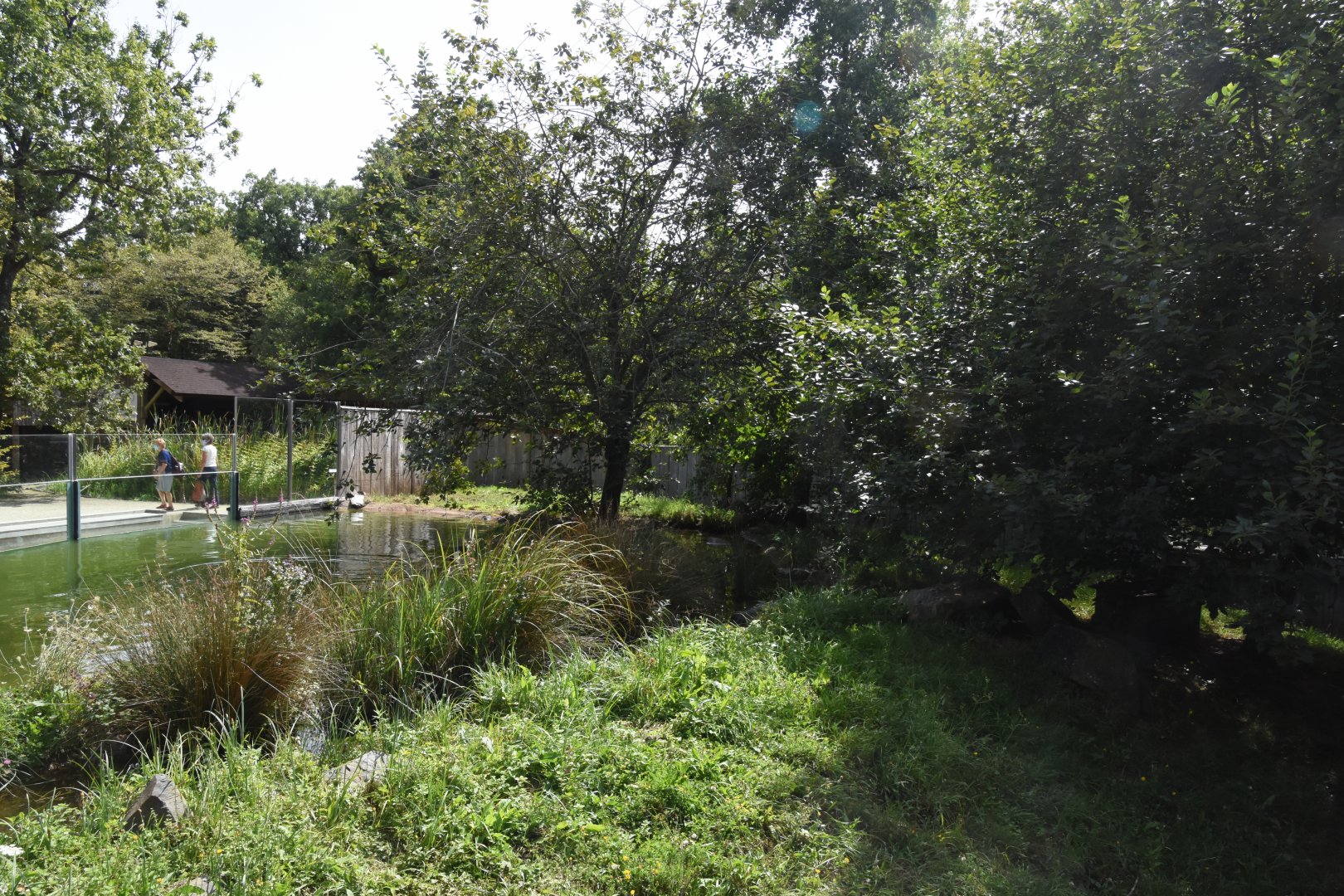 European Otter enclosure