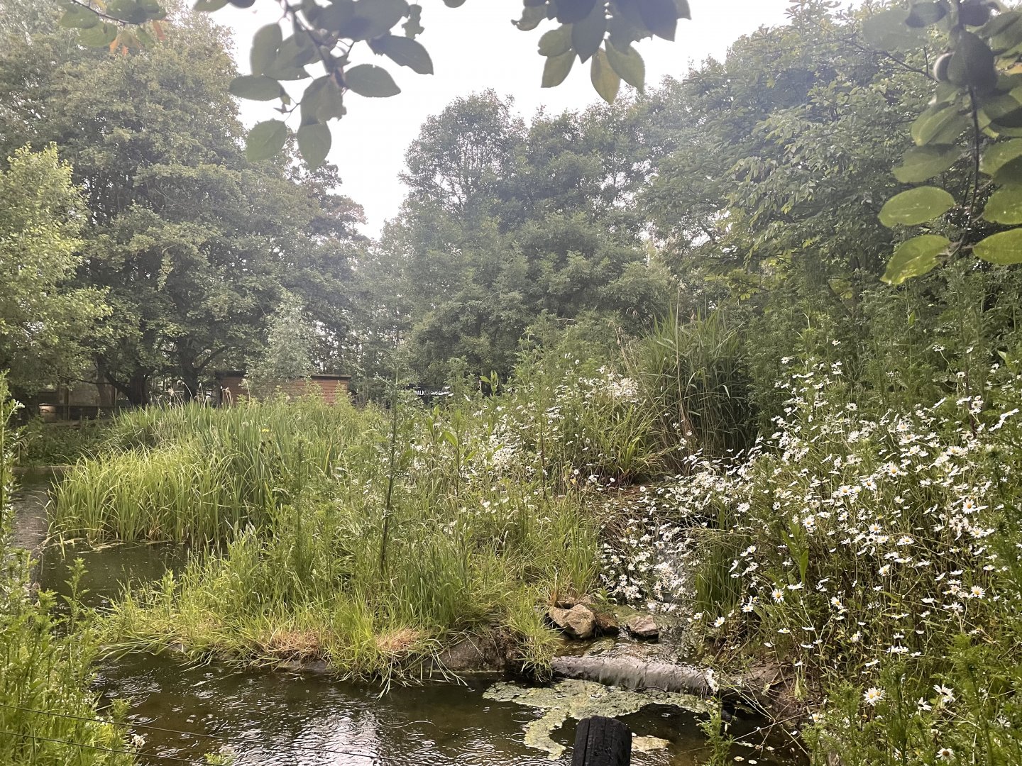 European Otter Enclosure