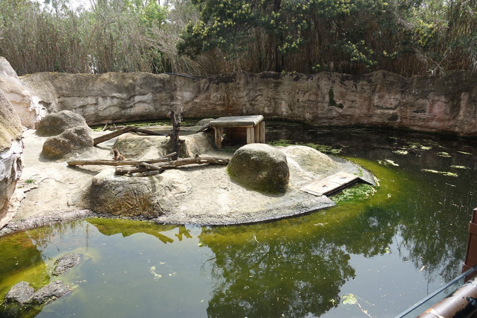 European Otter Enclosure