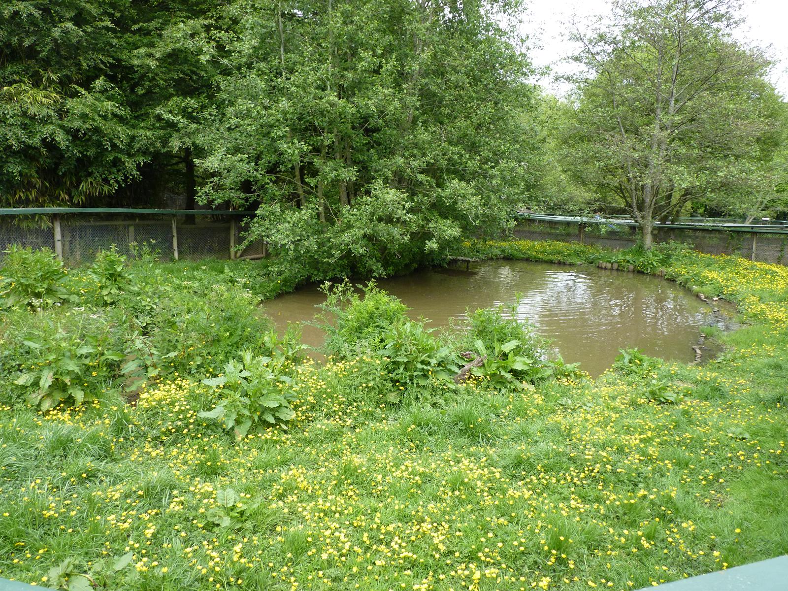 European Otter Enclosure